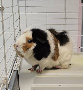 Rescue Guinea Pig Guinea Pigs for Adoption in Allen, Texas - Gucci | PetCurious